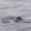 220818 humpback whale