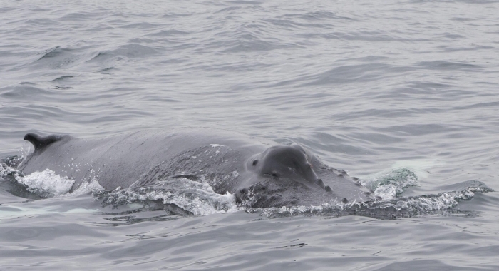 220818 humpback whale