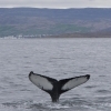 220818 humpback whale tail ID