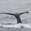 220818 humpback whale tail
