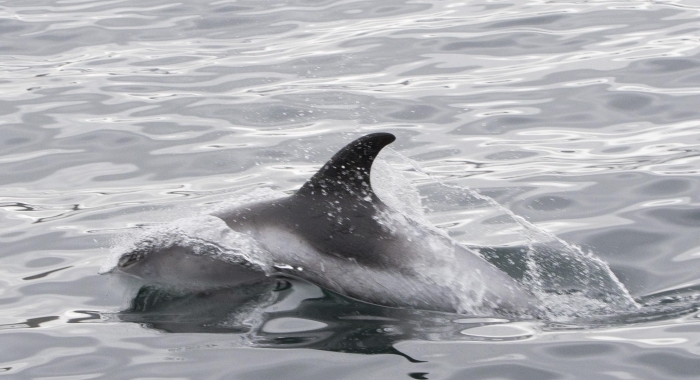 220818 whitebeak dolphin