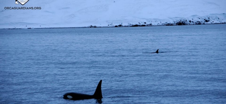 Group of orcas after a long search