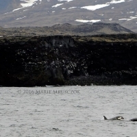 Humpback and Orcas today