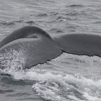 Humpbacks feeding again in Hólmavík