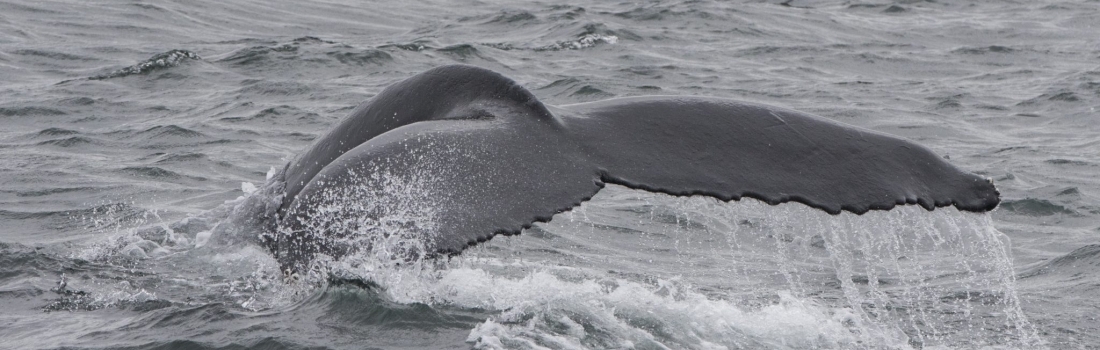 Humpbacks feeding again in Hólmavík