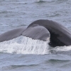 230718 humpback massive fluke