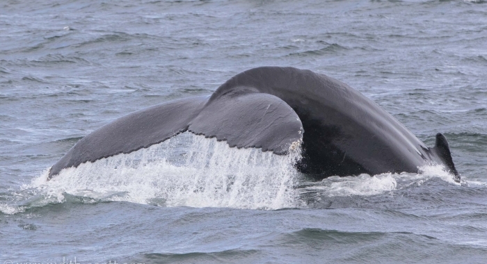 230718 humpback massive fluke