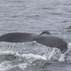 230718 humpback tail