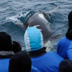 Close-up experience with the orcas