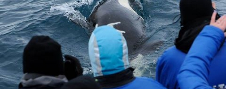 Close-up experience with the orcas