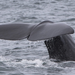 Orcas and sperm whales again!