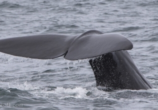 Orcas and sperm whales again!