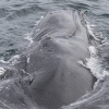 240618 humpback Tadpole eye