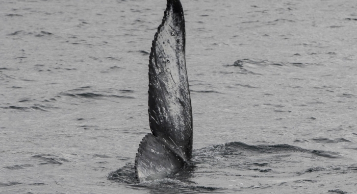240618 humpback Tadpole