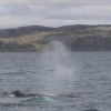 240618 humpback blow