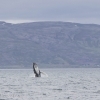 240618 humpback breach