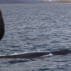 240618 humpback close
