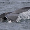 240618 humpback fluke