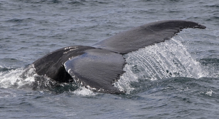 240618 humpback fluke