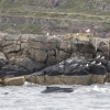 240618 whale close to shore