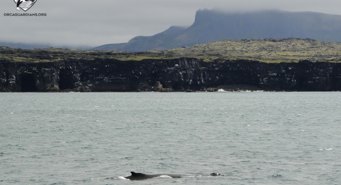 2407 humpback Olafsvik
