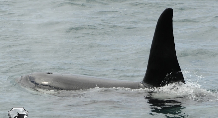 2407 orca male