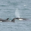 2407 three orcas