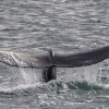 240718 humpback tail