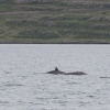 240718 northern bottlenose whales