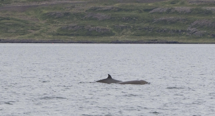 240718 northern bottlenose whales