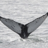 240718 unusual humpback tail