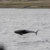 240818 close leaping dolphin Holmavik