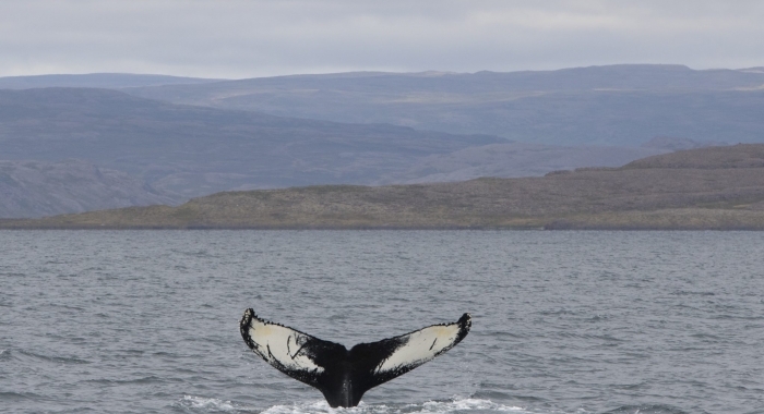 240818 humpback tail
