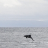 240818 leaping dolphin Holmavik