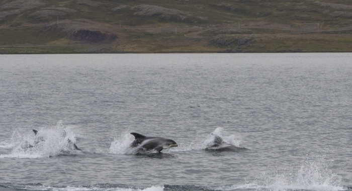 240818 leaping dolphins Holmavik
