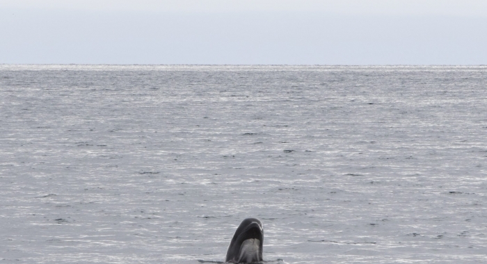 240818 pilot whale spy hop Holmavik