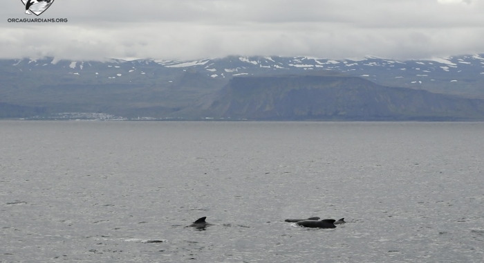 240818 pilot whales Olafsvik 2