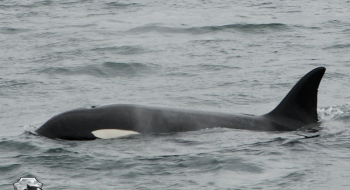 2507 orca 2