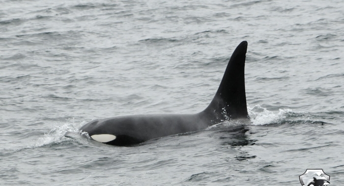 2507 orca