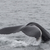 250718 big humpback fluke