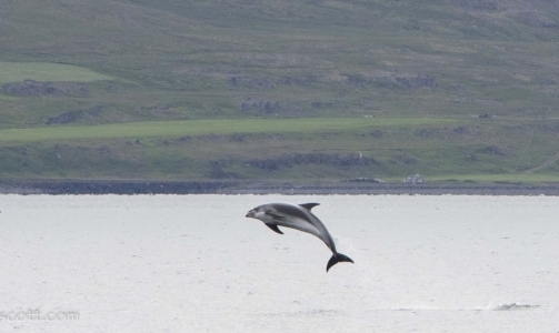 Orcas in Ólafsvík, humpbacks and dolphins in Hólmavík