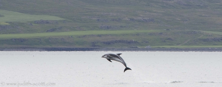 Orcas in Ólafsvík, humpbacks and dolphins in Hólmavík