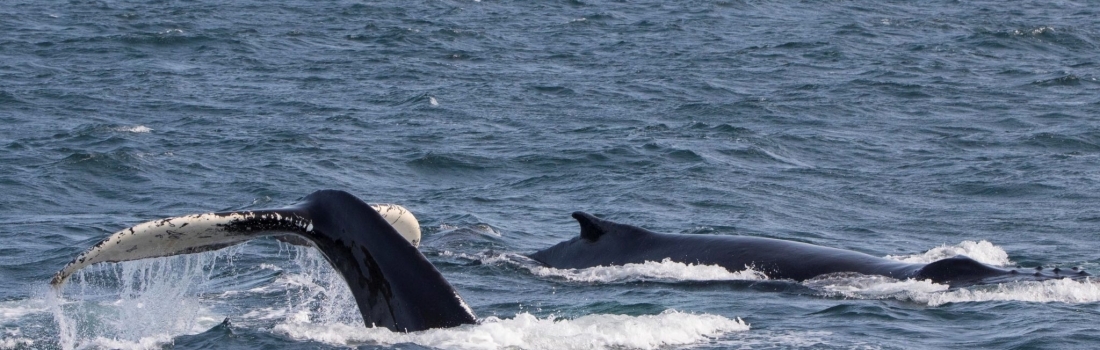 25/08/2018: Minke whales in Ólafsvík, three species in Hólmavík
