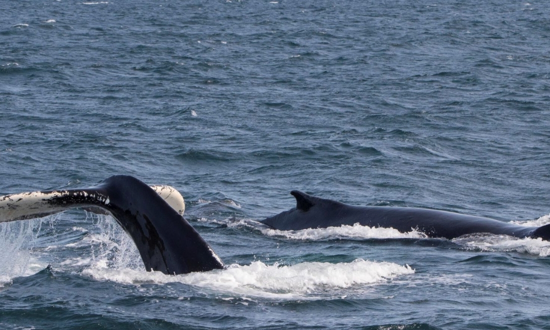 25/08/2018: Minke whales in Ólafsvík, three species in Hólmavík