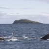 250818 3 humpbacks and Grimsey