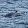 250818 Minke whale