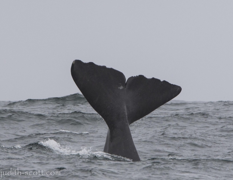 Sperm Whale Watching Iceland or Chasing Moby Dick – Láki Tours’ Search for Iceland’s elusive Sperm Whales