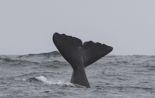 Sperm Whale Watching Iceland or Chasing Moby Dick – Láki Tours’ Search for Iceland’s elusive Sperm Whales