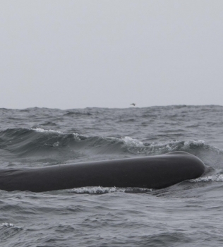 Sperm whales, cachalot, pottwal
