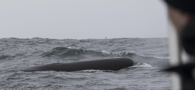 Sperm whales, cachalot, pottwal